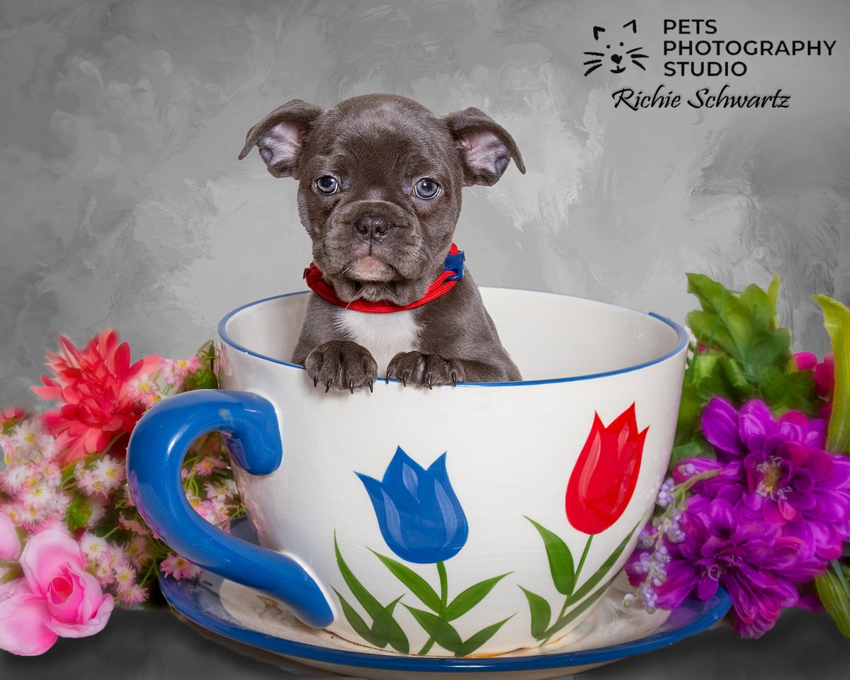 How about a Cup of Pup to get your day going??
#MondayMotivation #PetPhotography  #PuppyLove
