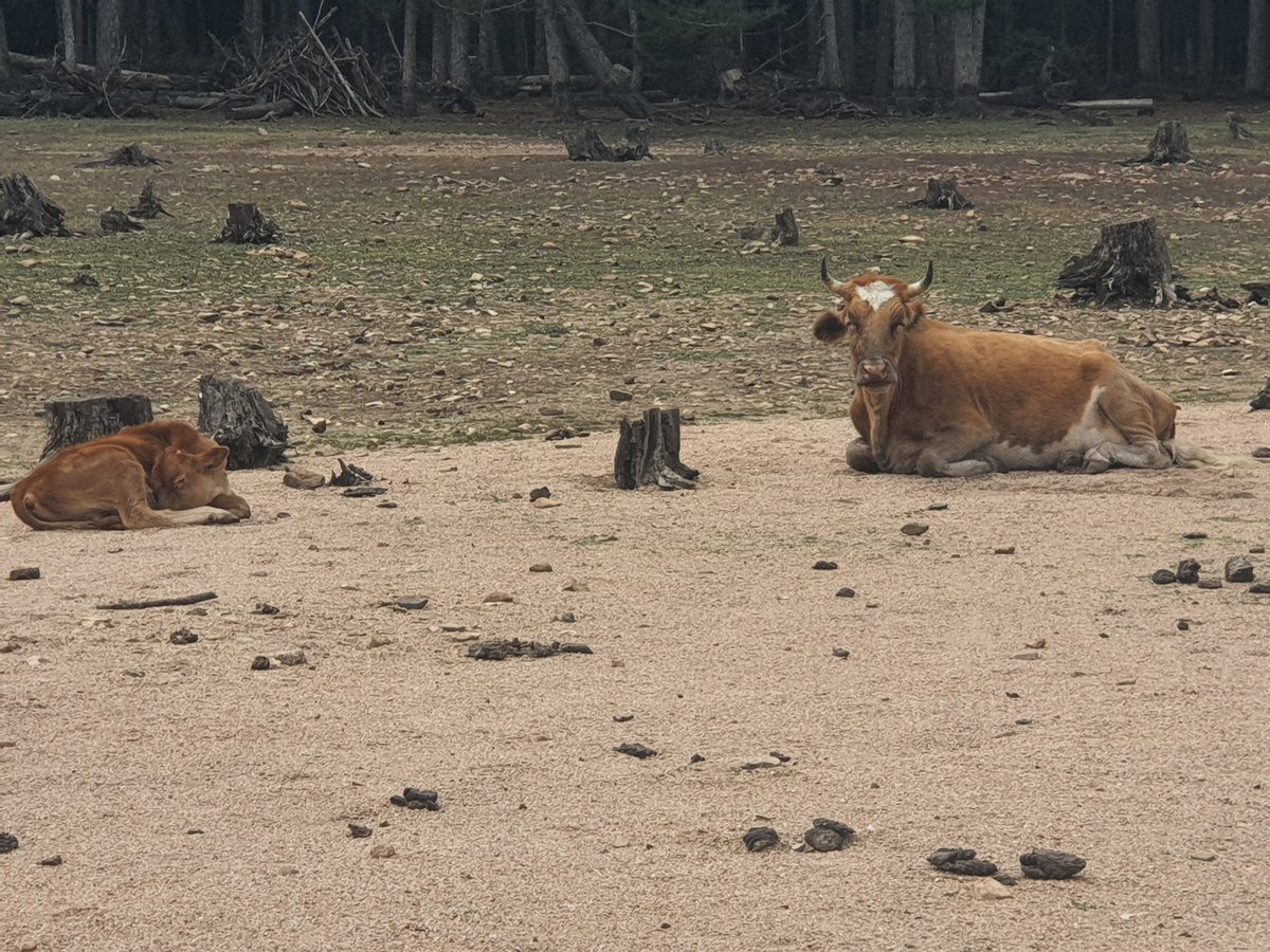 Belon98537846's tweet image. Pas embêté par les #Contrôles d&apos;#Identifications en #Corse ?👌👍😝, et #Boom si tu les cherches ici 😉