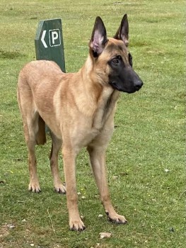 I rescued this lovely Mali boy (1 yr, intact) who was abandoned in the forest last month. He is still with the Dog Warden and desperately needs to get out into a home as unhappy in kennels. Could make a good police dog maybe? Please share and get in touch with me if you can help.
