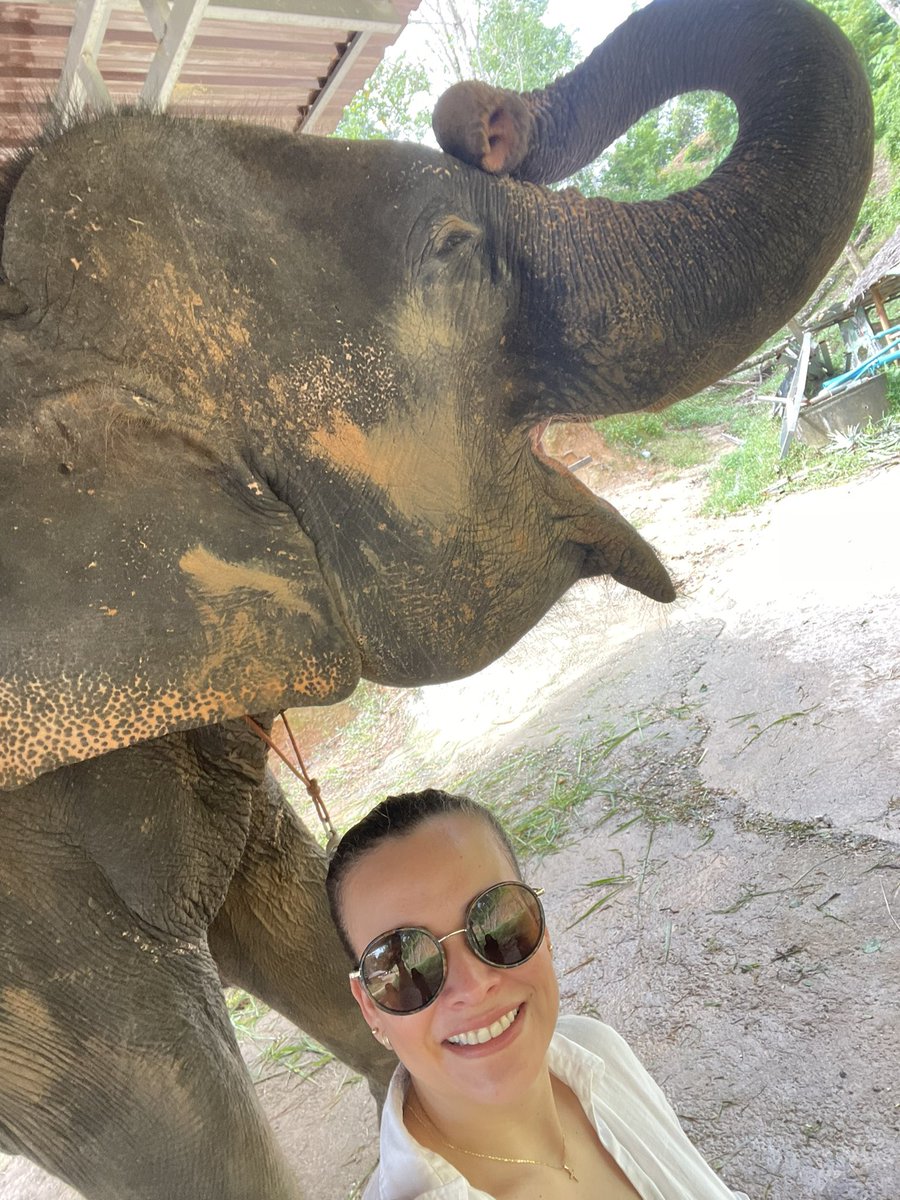 darlingbarraza's tweet photo. Elefante 🐘, En Tailandia son considerados un símbolo de fuerza, poder y sabiduría🥰 https://t.co/gaC02lIQar