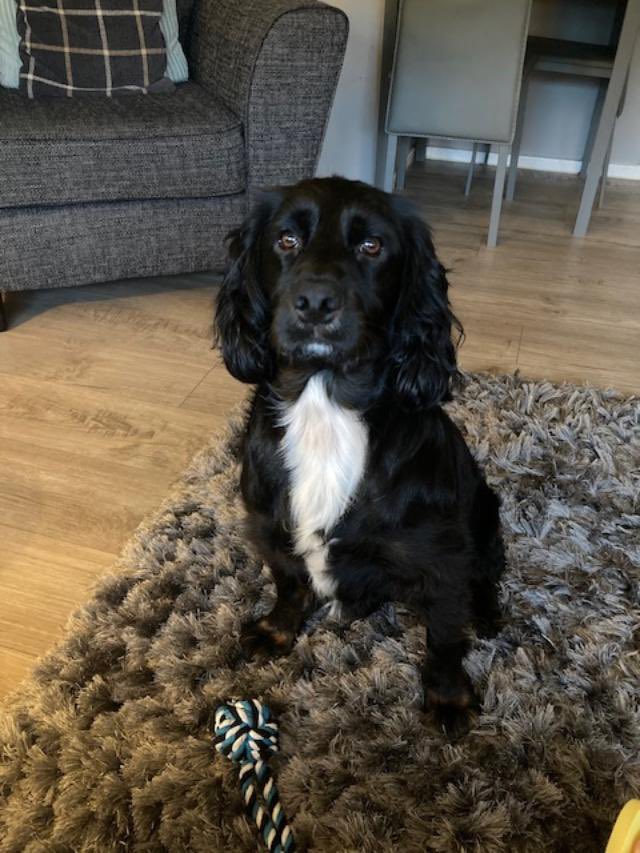 Help2Rehome Scotland tweet media