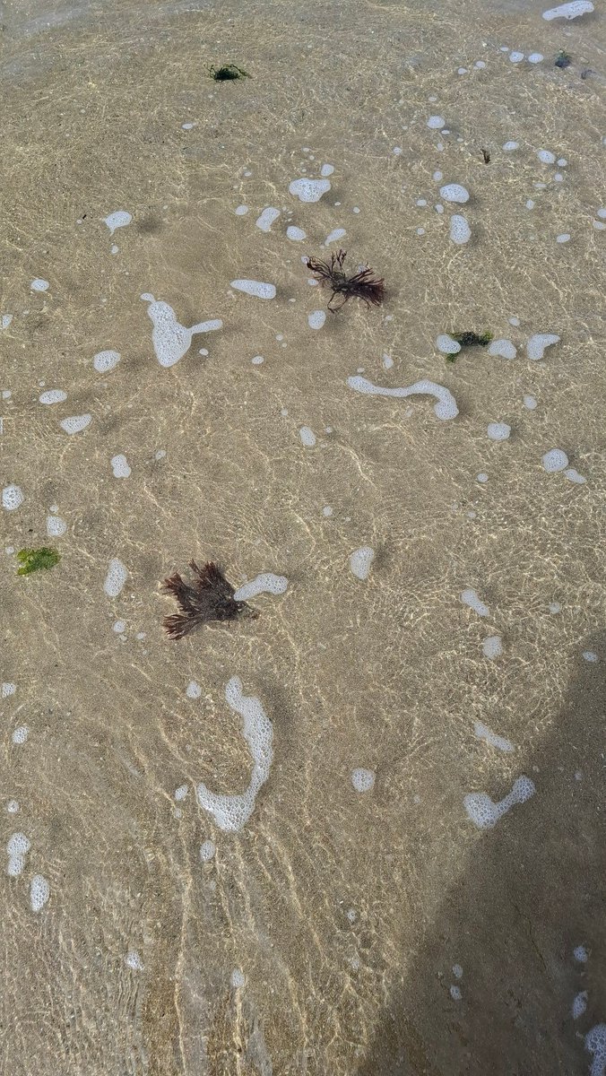 BA041961's tweet image. #Bretagne #penestin