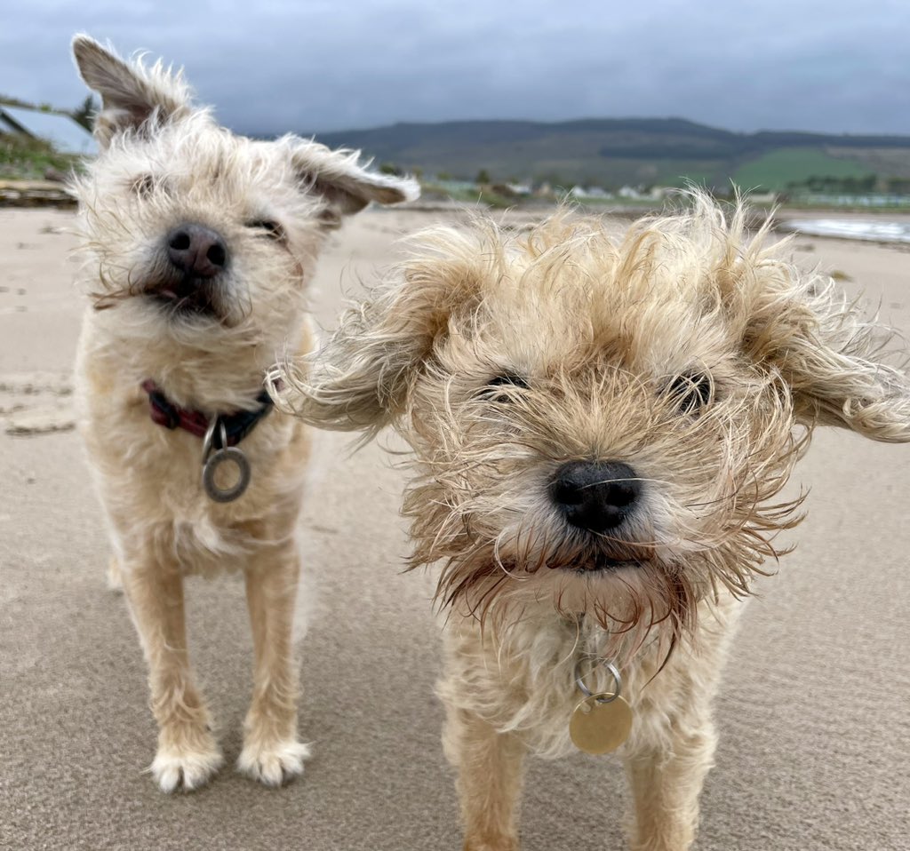 Sir Clapton Terrier tweet media