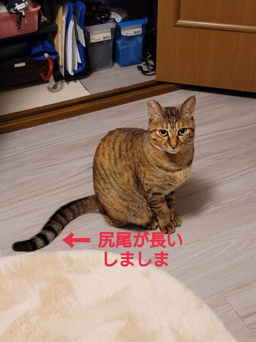 squirrelemi's tweet photo. 猫を探しています。4月11日に横浜市金沢区富岡東の自宅から外に出てしまい行方不明です。右耳がまっすぐカットされています。保護してくださっているかたいらっしゃいませんか。
#猫を探しています 
#迷子猫 
#拡散希望 
#リポストお願いします 
#横浜市金沢区 https://t.co/F6Q286HJJA