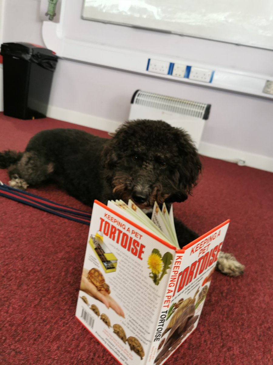 Otto went for non-fiction this morning for our Drop Everything and Read session. Information about our latest termly read is now available on our website.🐢📕