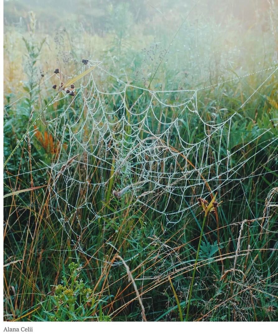 EducatorGran's tweet photo. Outdoor Life. This masterpiece was created by a special kind of spider — an orb-weaver. How cool is that?  #spiderwebs #spiderwebsofinstagram #naturemasterpiece https://t.co/4RXGxVrJiT https://t.co/hM6IA8LKlL