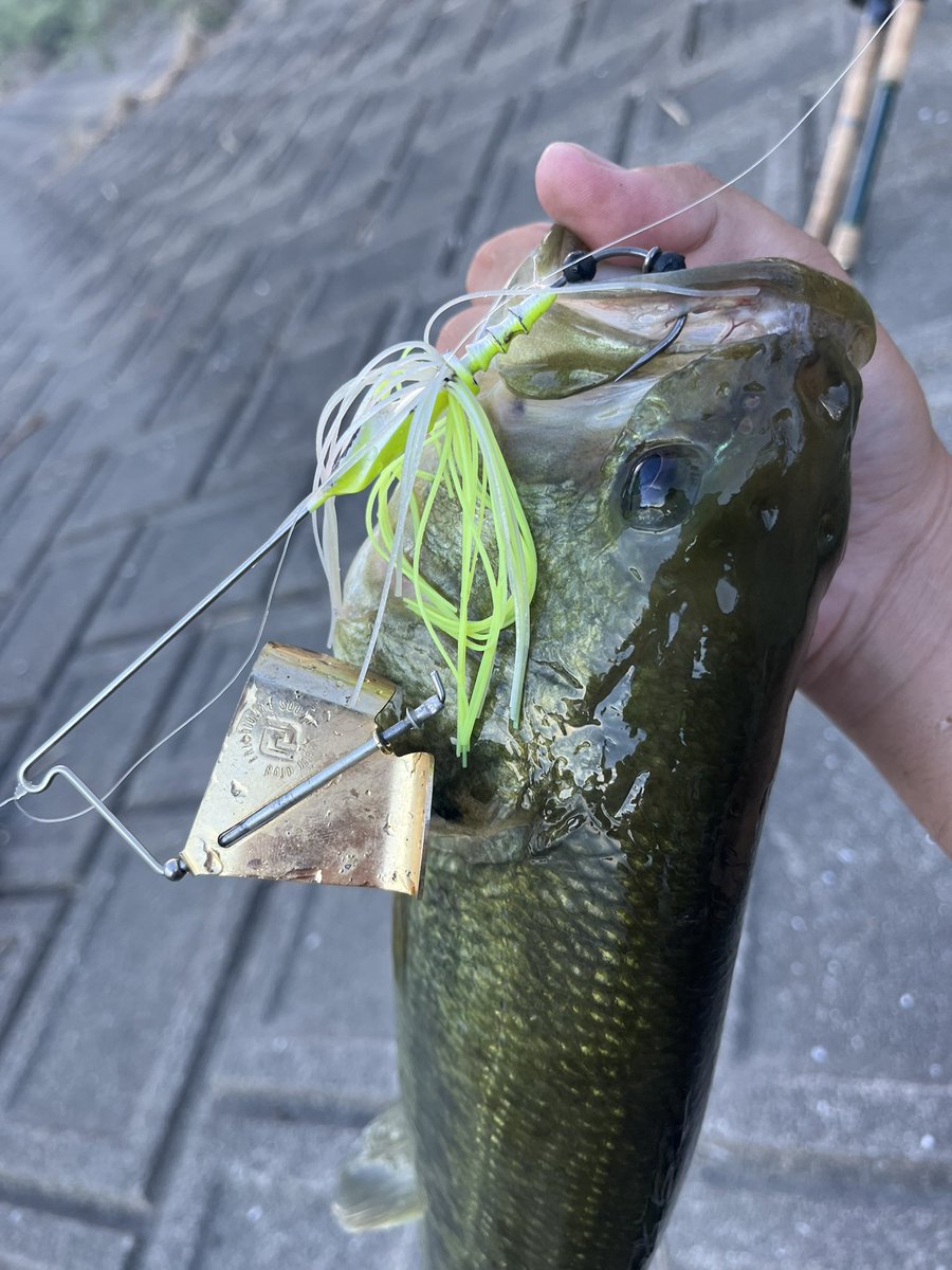 MzGzg9's tweet photo. 遠賀川本流オカッパリでバズベイトゲーム🙆🎣
マスターブラスタをテトラの外側を通してくと気持ちのいいバイト⚡️
やっぱ水面の釣りが1番楽しい👏👏
子バス連発やったけど夕方ラストに良い釣りで良い魚釣って三連休満喫できました👍👍
#遠賀川 #zalt's #ryugi #pr #プロモーション https://t.co/rjvV8FncHU