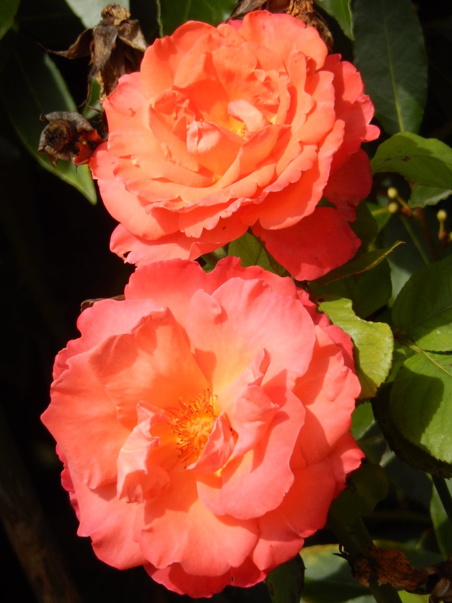 pascalHAPHAM's tweet photo. https://t.co/XB3R2HwRmZ
le matin pêcheur nous à fait l'honneur de passer plusieurs fois.....
en plus de mes traditionnels et sévères médicaments je me délecte d'un petits cachet de roses
et d'un gros cachet de soleil.... https://t.co/osH7bdIfjn