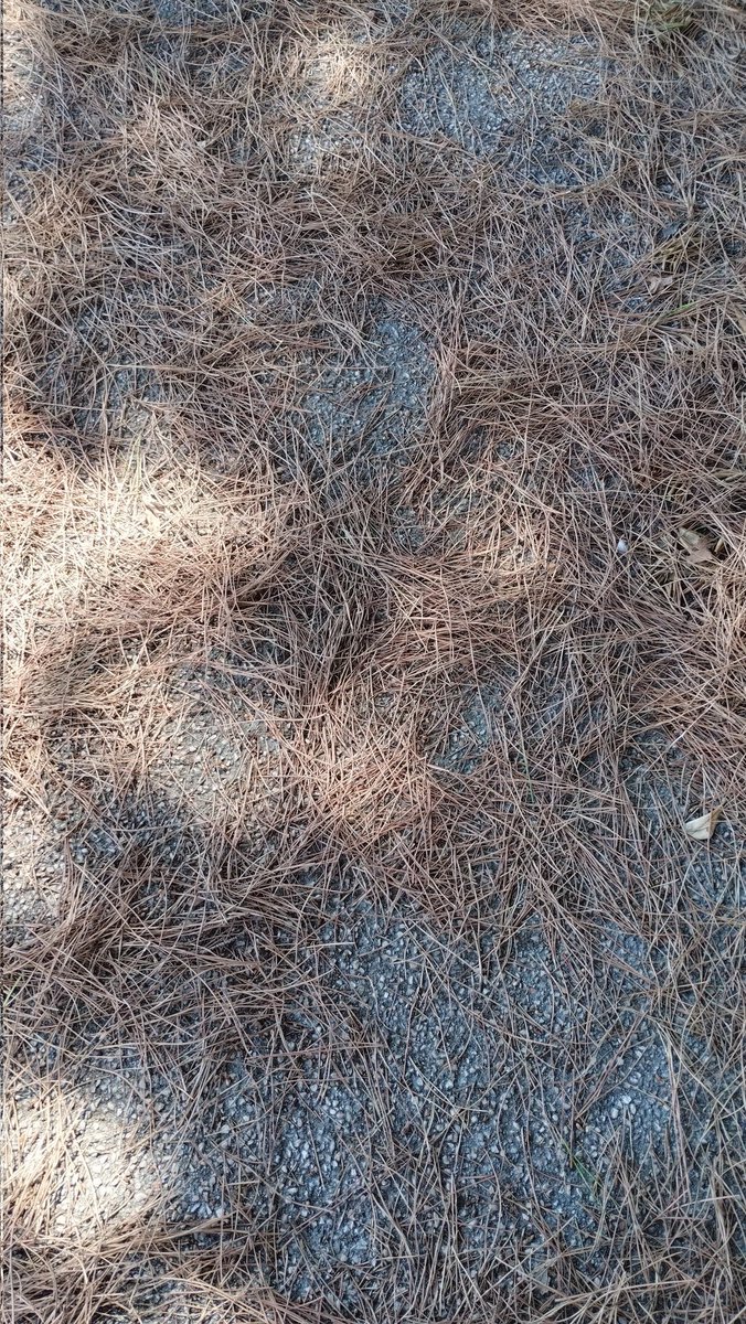 codefrz's tweet image. Dry leaves are cool but, hear me out