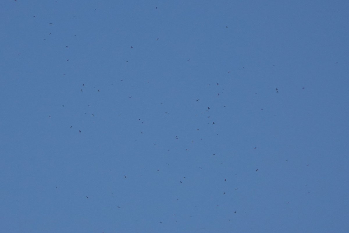 UNBELIEVABLE numbers of Levant Sparrowhawk crossing the strait today. Insane migration 🤯
