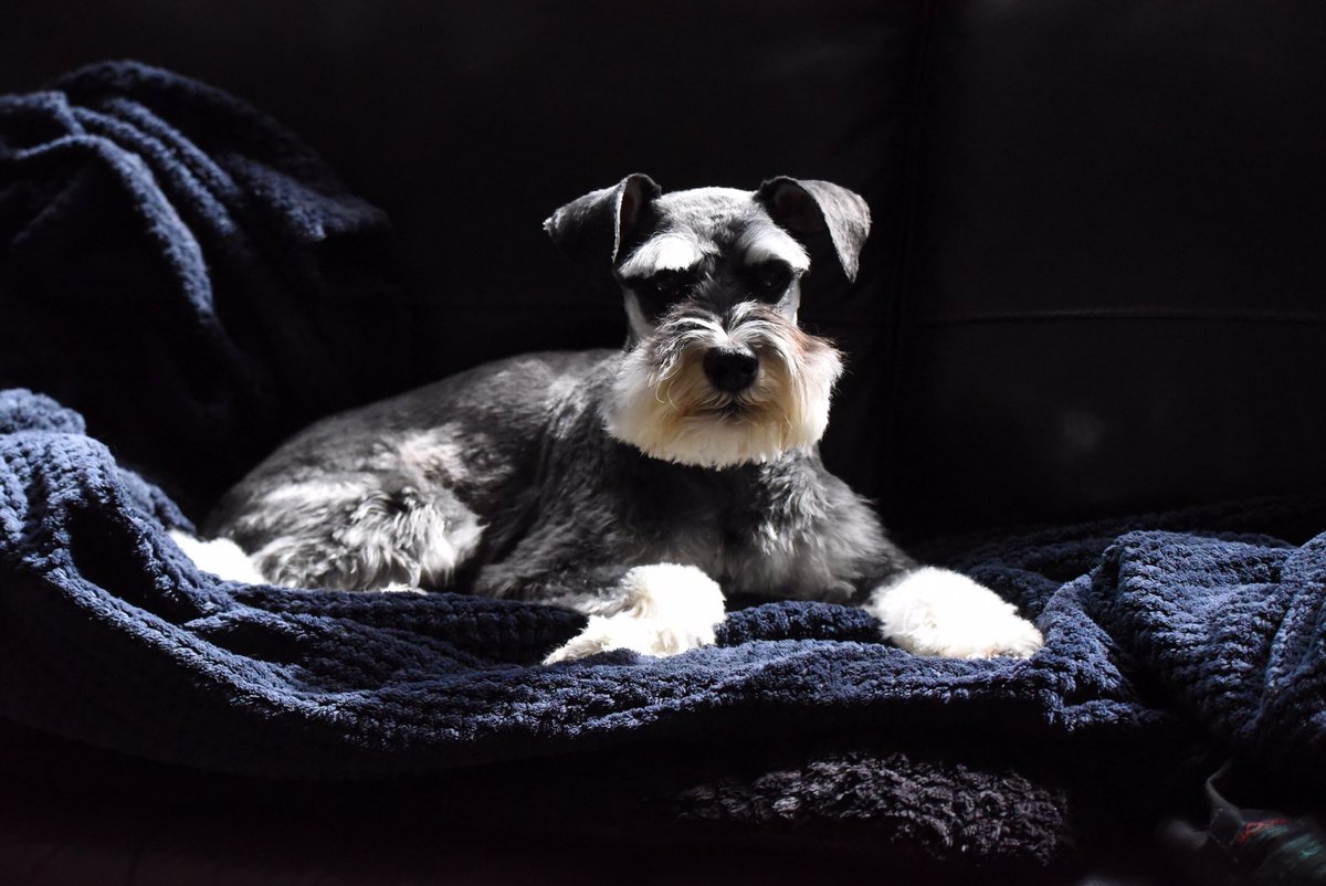 Allo #schnauzergang pals adda furcut todee… now da wevver az turned to 💩 

Ere’s a mood shot on moi couch. 

#arlo 

<a href="/HamishShortie/">Shortie.Hamish</a>