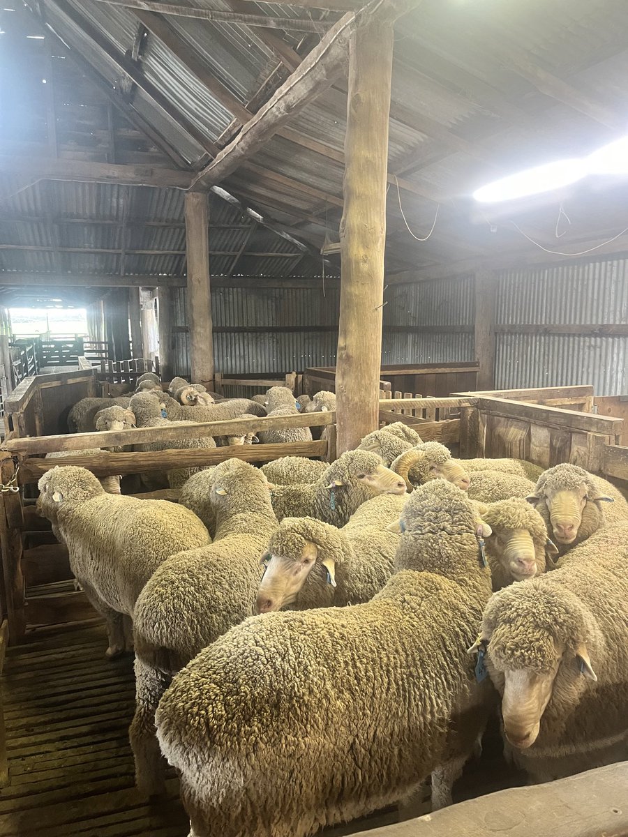 Borambil Merinos ram sale tomorrow, inspections from 9am. Drop in and have a look. 

ASBV data all online borambilmerinos.com/_files/ugd/305…