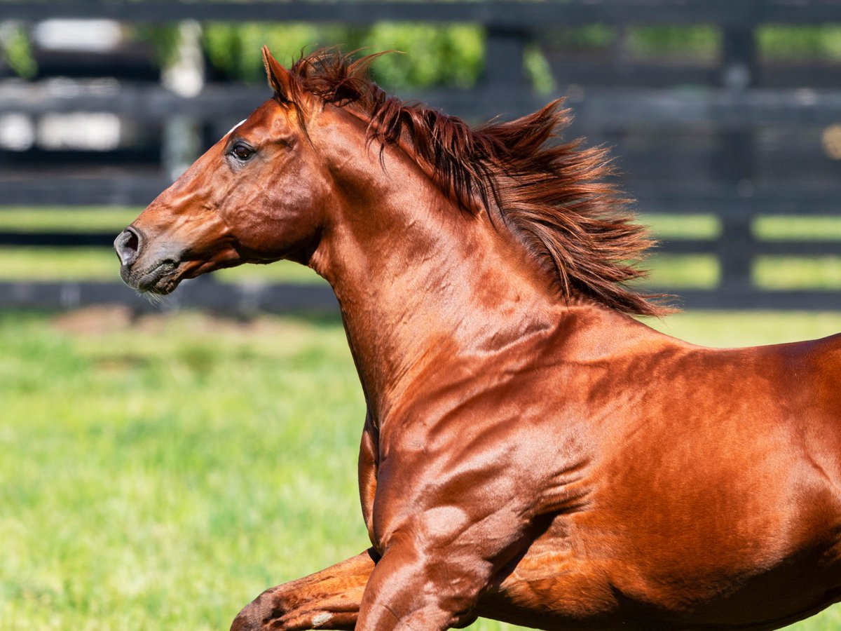 DarleyAus's tweet image. 🇦🇺 Showing who&apos;s BOSS...

#StreetBoss has started this season with a bang 🔥

🏆 #Pinstriped - G1 Memsie Stakes
🏆 #TrafficWarden - G2 Run to the Rose
🏆 #Pericles - So You Think Stakes

The sire of #Anamoe is standing this season at Northwood Park, VIC