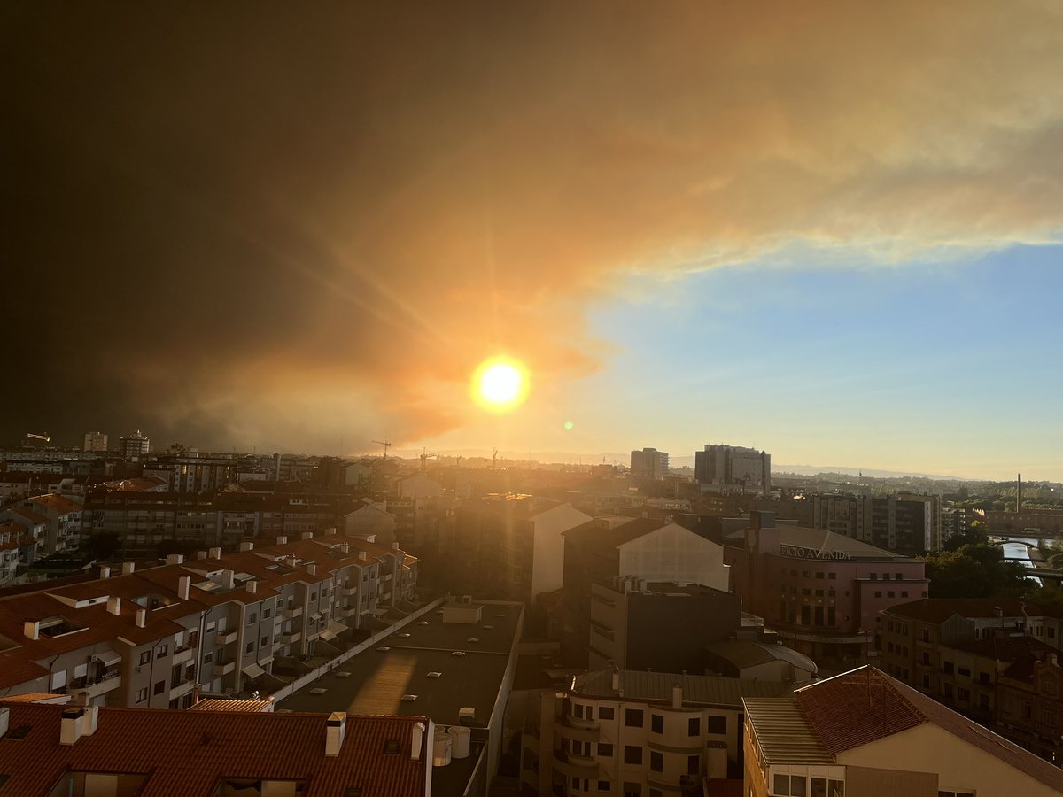 Maria João Carvalho tweet media