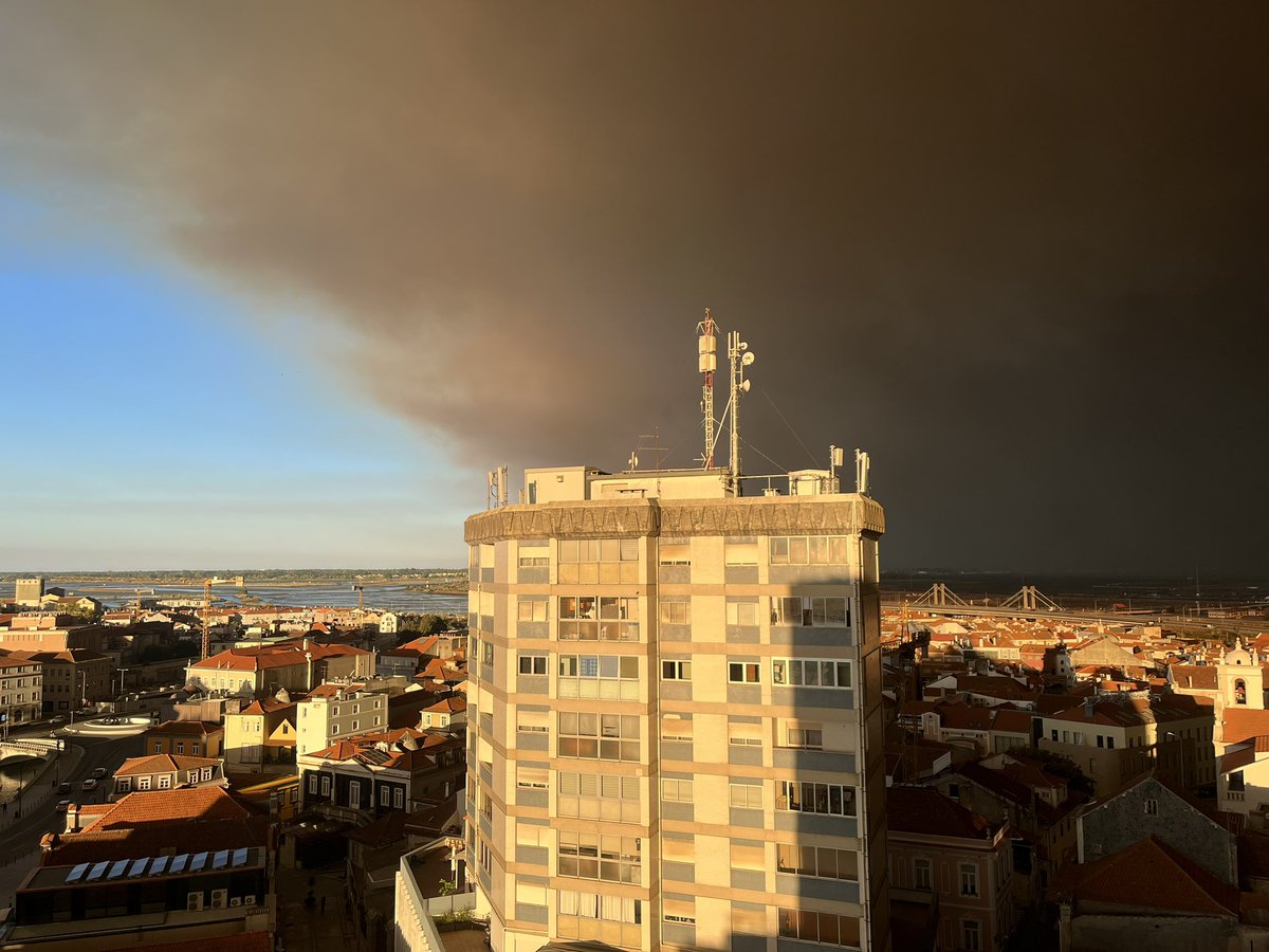 Maria João Carvalho tweet media
