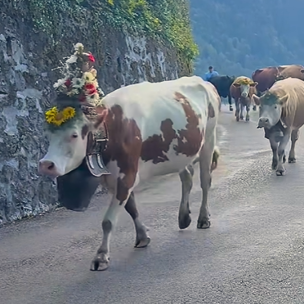 caux_iofc's tweet photo. This weekend, the #CauxPalace was part of the backdrop of the wonderful Swiss tradition of the traditional "Désalpage". Thank you for all those who made this wonderful moment possible! 
#desalpage #cows #cowsincaux #tradition #Swisstraditions #LocalTraditions #rochersdenaye https://t.co/izPYfguMid