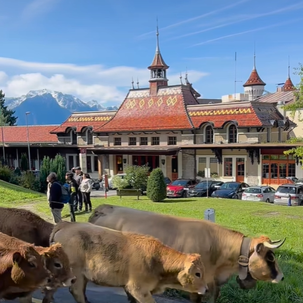 caux_iofc's tweet photo. This weekend, the #CauxPalace was part of the backdrop of the wonderful Swiss tradition of the traditional "Désalpage". Thank you for all those who made this wonderful moment possible! 
#desalpage #cows #cowsincaux #tradition #Swisstraditions #LocalTraditions #rochersdenaye https://t.co/izPYfguMid
