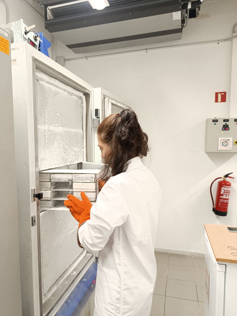 Julio Rozas (@jrozasub) on Twitter photo Dissecting and preparing Dysdera curvisetae samples for sequencing with <a href="/silviag_juan/">Silvia García-Juan</a>, <a href="/BioGenEurope/">Biodiversity Genomics Europe (BGE)</a>, #Sara_Guirao_Rico, <a href="/Nuria_MaciasULL/">Nuria</a> , <a href="/GenMolEvolUB/">Molecular Evolutionary Genetics (UB)</a>, <a href="/UniBarcelona/">Universitat de Barcelona</a>, <a href="/ULL/">Universidad de La Laguna</a> Dissecting and preparing Dysdera curvisetae samples for sequencing with <a href="/silviag_juan/">Silvia García-Juan</a>, <a href="/BioGenEurope/">Biodiversity Genomics Europe (BGE)</a>, #Sara_Guirao_Rico, <a href="/Nuria_MaciasULL/">Nuria</a> , <a href="/GenMolEvolUB/">Molecular Evolutionary Genetics (UB)</a>, <a href="/UniBarcelona/">Universitat de Barcelona</a>, <a href="/ULL/">Universidad de La Laguna</a>