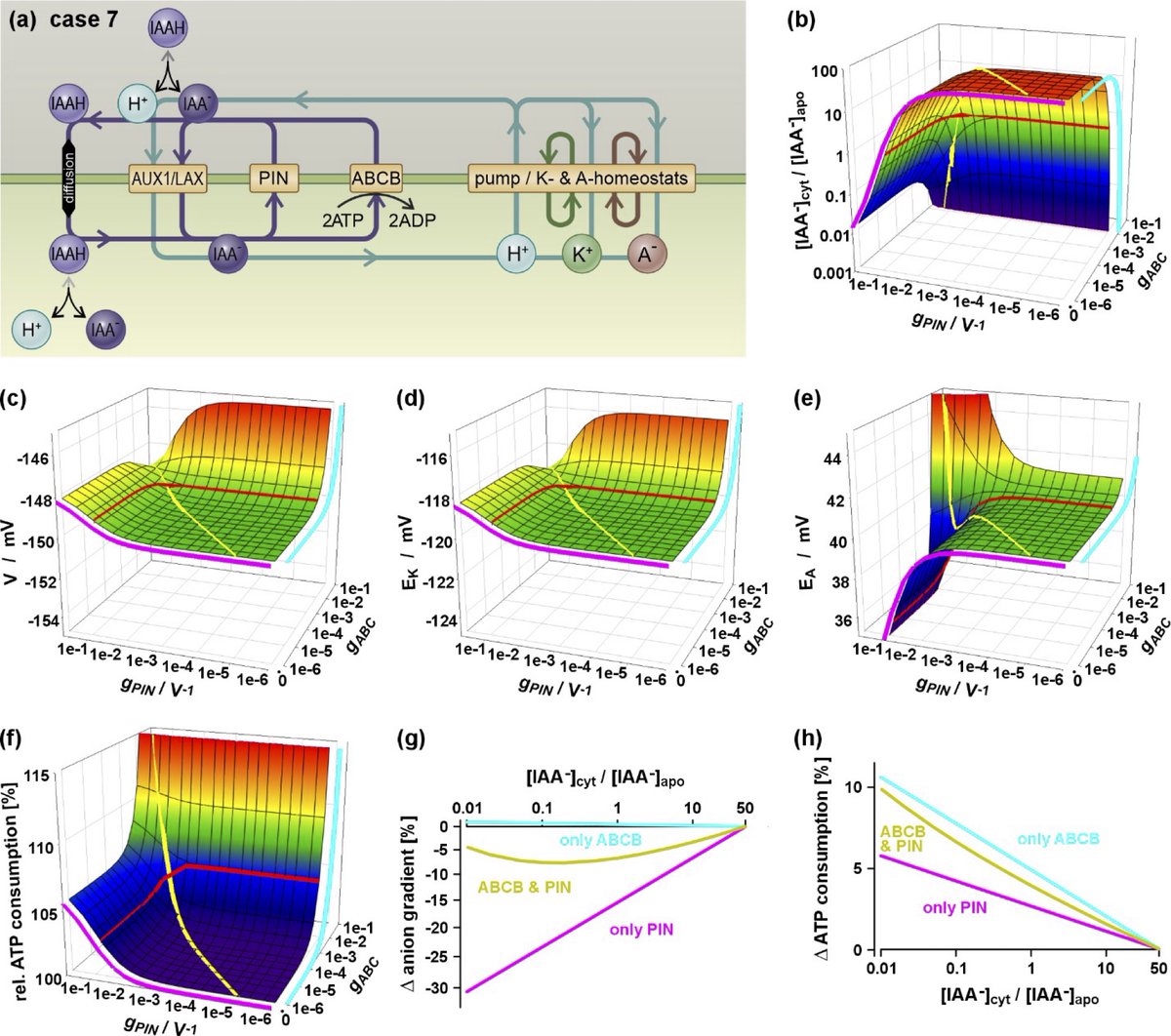 Computational support for an AUXIN HOMEOSTAT  by a concerted action of auxin transporters. A  functional ABCB-PIN synchronization appears to allow for an optimization of their individual trade-offs (doi.org/10.1111/nph.20…). Great collaboration with  Ingo Dreyer from Talca.
