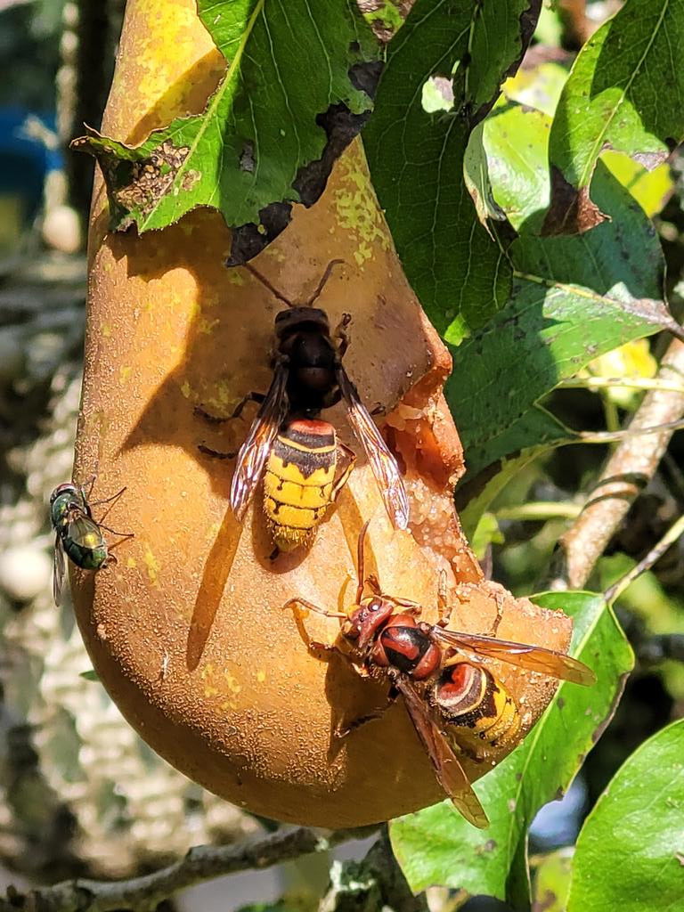 Evert Thomas tweet media