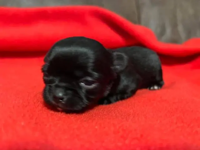 puppiessale's tweet photo. 7 long-haired Chihuahua puppies for sale https://t.co/bHqlC1QO4q https://t.co/yFNFcm8v2U