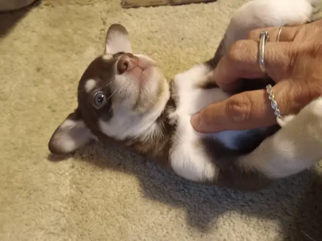 puppiessale's tweet photo. 6 weeks old Chihuahua/Rat Terrier mix puppies https://t.co/TkUD3ZGp8u https://t.co/p4DBmvgZ1C