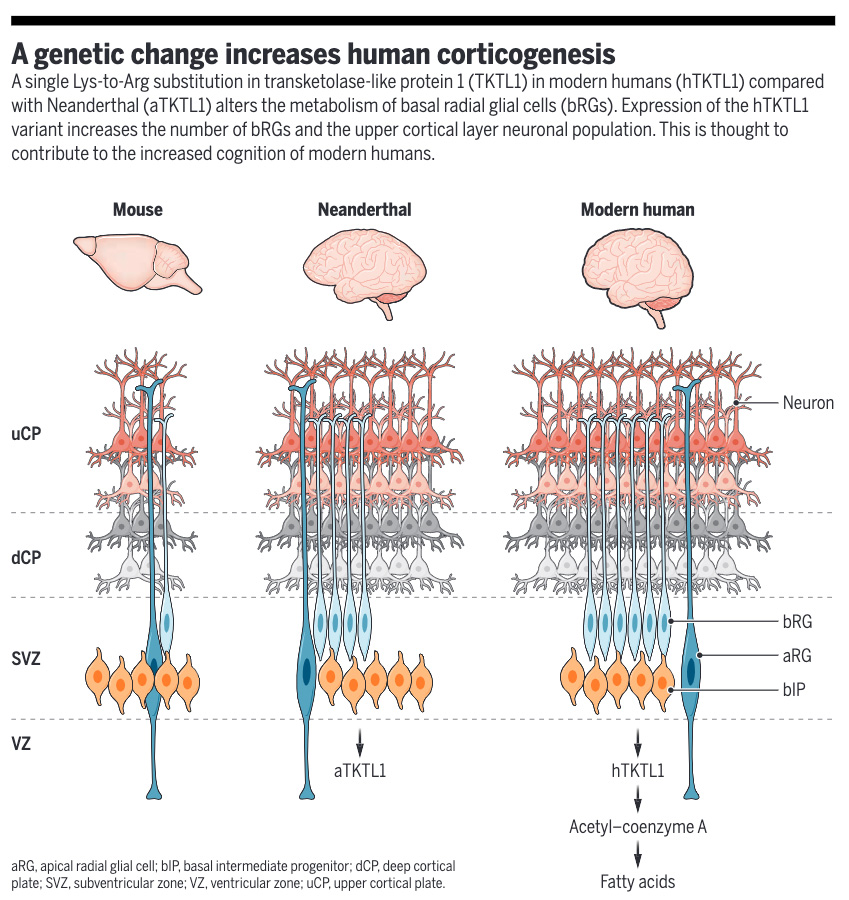 A single genomic change may have given modern humans an advantage over more ancient contemporaries like Neanderthals by enabling increased neocortical neurogenesis, a 2022 Science study found.

Learn more in this #SciencePerspective: scim.ag/8kW #ScienceMagArchives