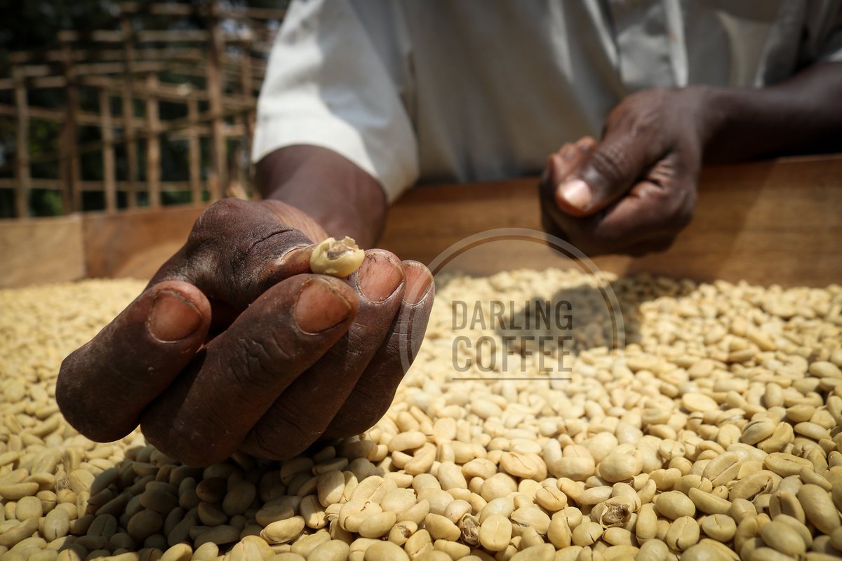 What causes broken #coffeebeans at parchment level?? 
Ans; Poor calibration of pulping machines can lead damaging and breaking of coffee beans especially when the pulping discs are tightly adjusted.
It's therefore important to have your machine calibrated by a technical person.