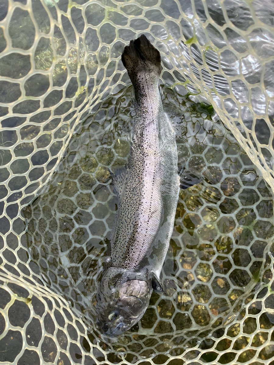 Tarotaroon11's tweet photo. 三連休最終日もここ😁 Golem、デイジー、WAH、Hydram好調でした🎣
#golem
#デイジー
#velvetarts
#wah
#hydram https://t.co/JXofMV2d5L