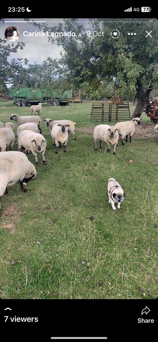 carinalagnado's tweet photo. Miss you every day Lola Pug queen of the orchard ❤️💔💖 https://t.co/q7YwoosBRc