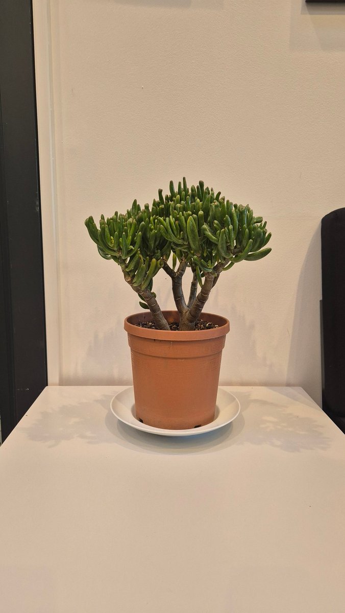 Thank you to a very kind parent for sending in this beautiful succulent to brighten up our reception area. #WEAREPROUD