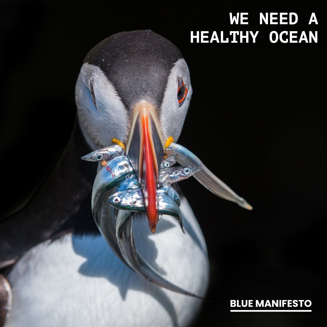 🐟 We need a healthy ocean and abundant marine life to build a climate-proof future.   

🌊 The #BlueManifesto is our urgent call to protect marine ecosystems and secure a sustainable future by 2030.

Stay tuned for October 1st during #EUOceanWeek2024 🛎️ 

i.mtr.cool/vjxvfqaodi