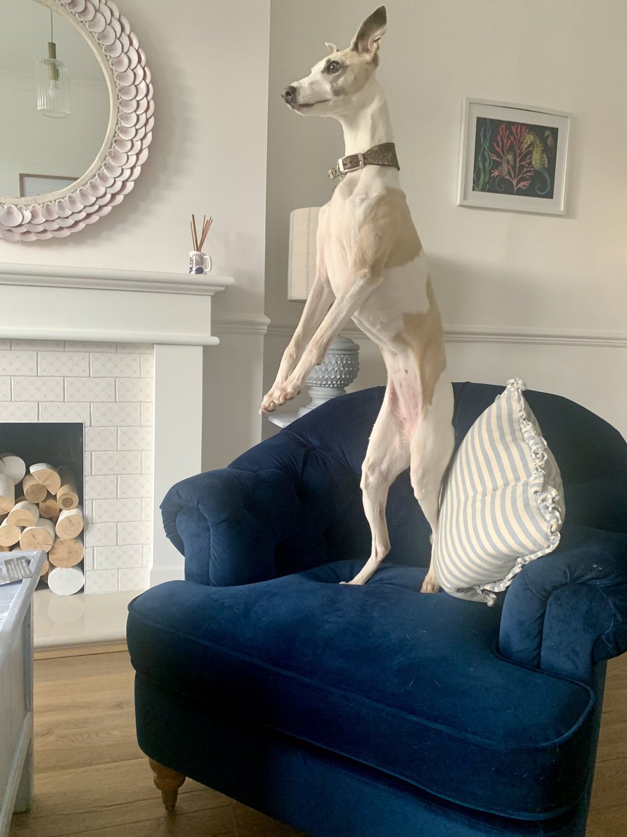 carinalagnado's tweet photo. Sighthounds “look squirrel 🐿️😳!” https://t.co/wWYRU6C2Je