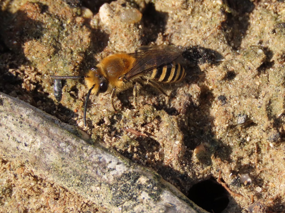 The Sea Aster Bee colony still thriving at Kingsdown, nesting in the splash-zone behind the sea wall.