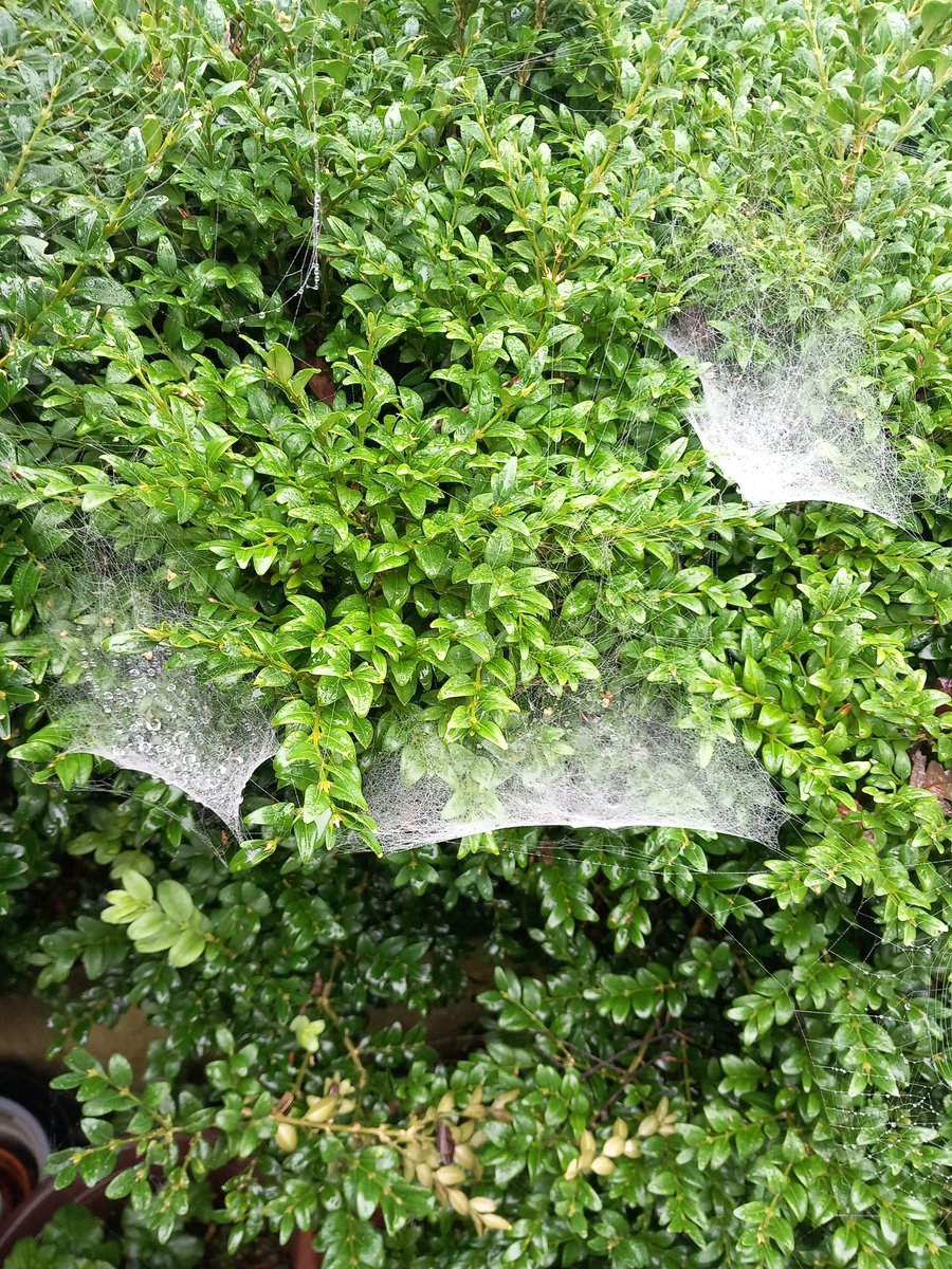 Fantastic spider webs highlighted by water droplets on a misty morning