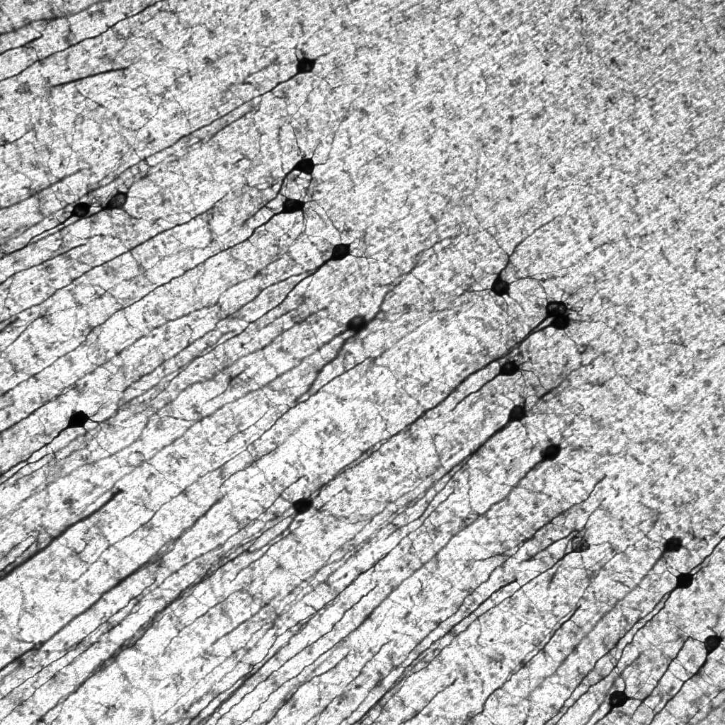 NeuroAlc's tweet photo. #SciencePhoto_IN
"Neural Race"
Author: Patricia Ordoño
Lab: Dr. Eloísa Herrera @LabEHerrera
"Mouse cortical neurons randomly stained with the Golgi-Cox method as if they were racing through the brain. Image acquired with a @LeicaMicro Thunder Imager microscope." https://t.co/FrwhEfwy5l