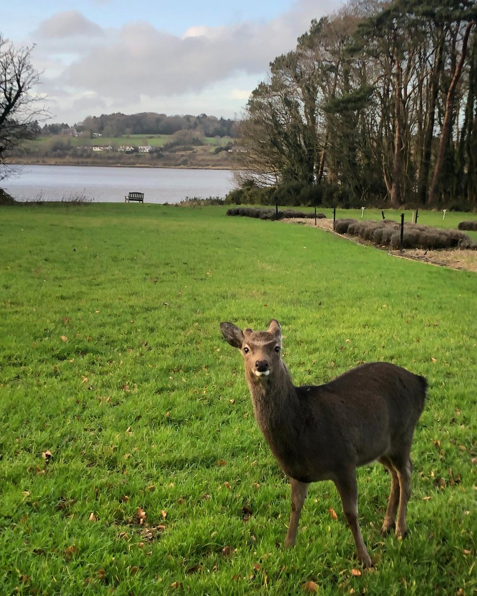 Waterford Castle Resort (@waterfordcastle) on Twitter photo Spotting some of our resident deer wandering around the Castle grounds is just one of the many magical moments awaiting you here at #WaterfordCastle 🦌
Book your stay today on 051 878 203 or email info@waterfordcastleresort.com
#IslandNature #SikaDeer #IslandAdventures Spotting some of our resident deer wandering around the Castle grounds is just one of the many magical moments awaiting you here at #WaterfordCastle 🦌
Book your stay today on 051 878 203 or email info@waterfordcastleresort.com
#IslandNature #SikaDeer #IslandAdventures