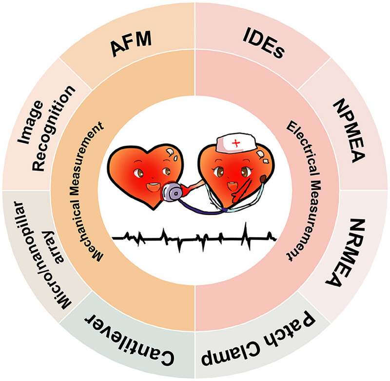 medntdj's tweet image. Yuanjin Zhao and Lianqing Liu et al. explore novel biotechnologies to detect #electromechanical signals in #cardiomyocytes in their paper published by @WileyBiomedical. #biosensing 
via @AggregateOA
onlinelibrary.wiley.com/doi/10.1002/ag…