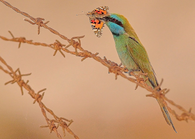 Pau Colom tweet media