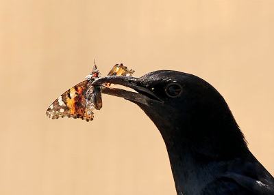 Pau Colom tweet media