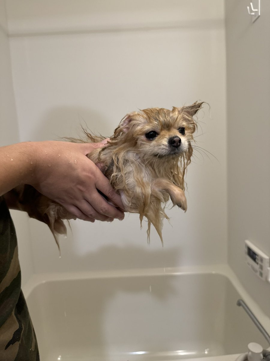もっと洗われた犬の写真をTLに流しませんか？
別犬にされた虚無顔の犬がゴロゴロ写っているようなTLです
