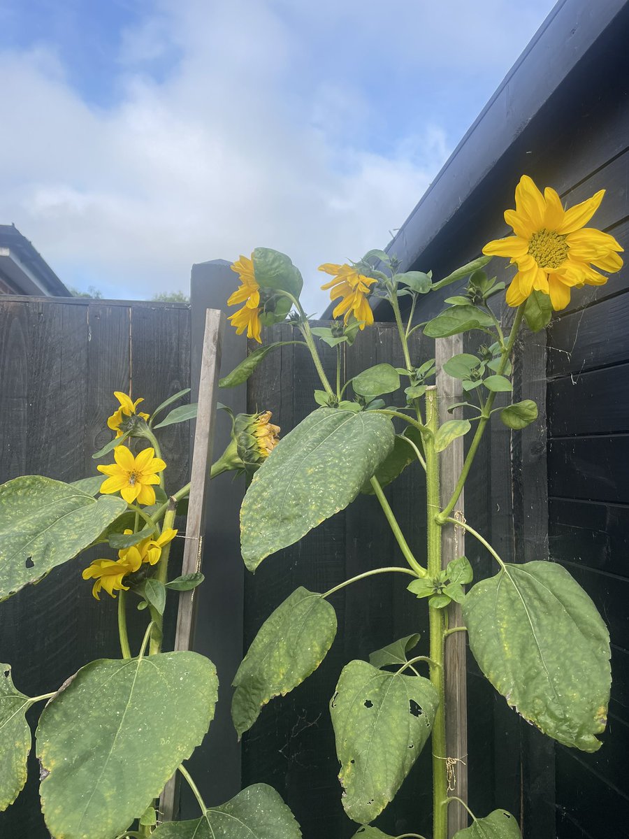 Nicola Smallcombe tweet media