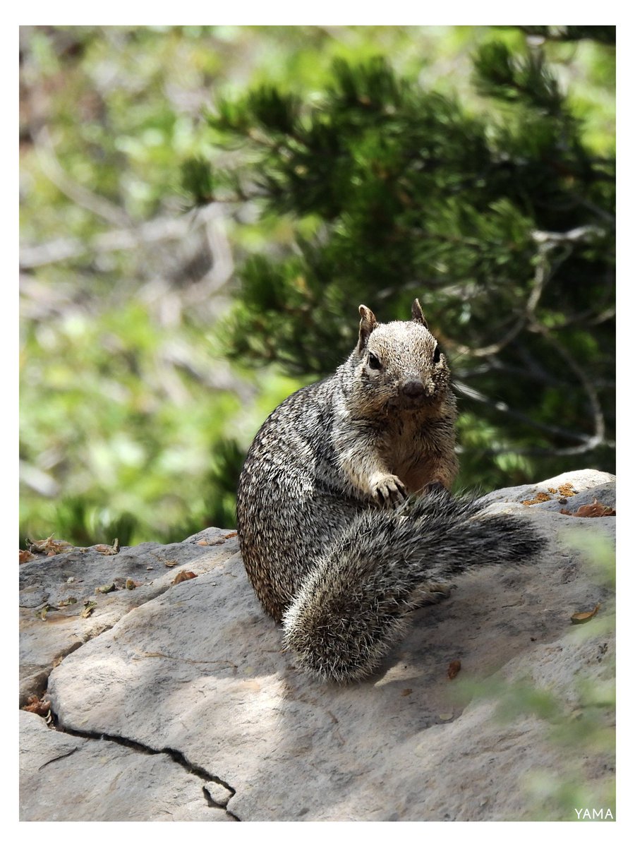 Yama_VP's tweet photo. •Sciurus arizonensis Portrait
#Squirrel #GraySquirrel #Sciurus #Portrait #GrandCanyon #GrandCanyonNationalPark #Arizona #USA #NationalPark #Animals #nature #WildLifePhotography #Photography
#Yama山 #山 https://t.co/vLRUi04esb