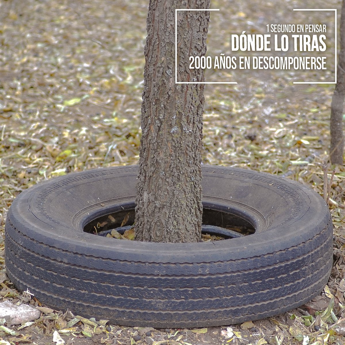 Un neumático tarda 2000 años en descomponerse.
Hoy, en el #diamundialdelapreservaciondelacapadeozono, queremos recordar que cada pequeño
gesto cuenta, como reciclar y dar una segunda vida a lo que ya no usamos ♻️🌳
 #rmd #neususurban #capadeozono #leonesp #recicla