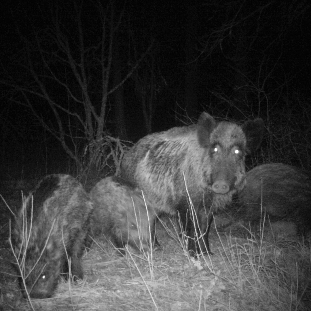 Avhandling: vildsvin inpå knuten
Den ökande vildsvinspopulation medför att fler vildsvin kommer nära gårdar med grisproduktion. En förhöjd risk för smitta mellan tama och vilda djur gör att hänsyn behöver tas till möjliga kontakter och sjukdomar hos dem.
sva.se/aktuellt/press…