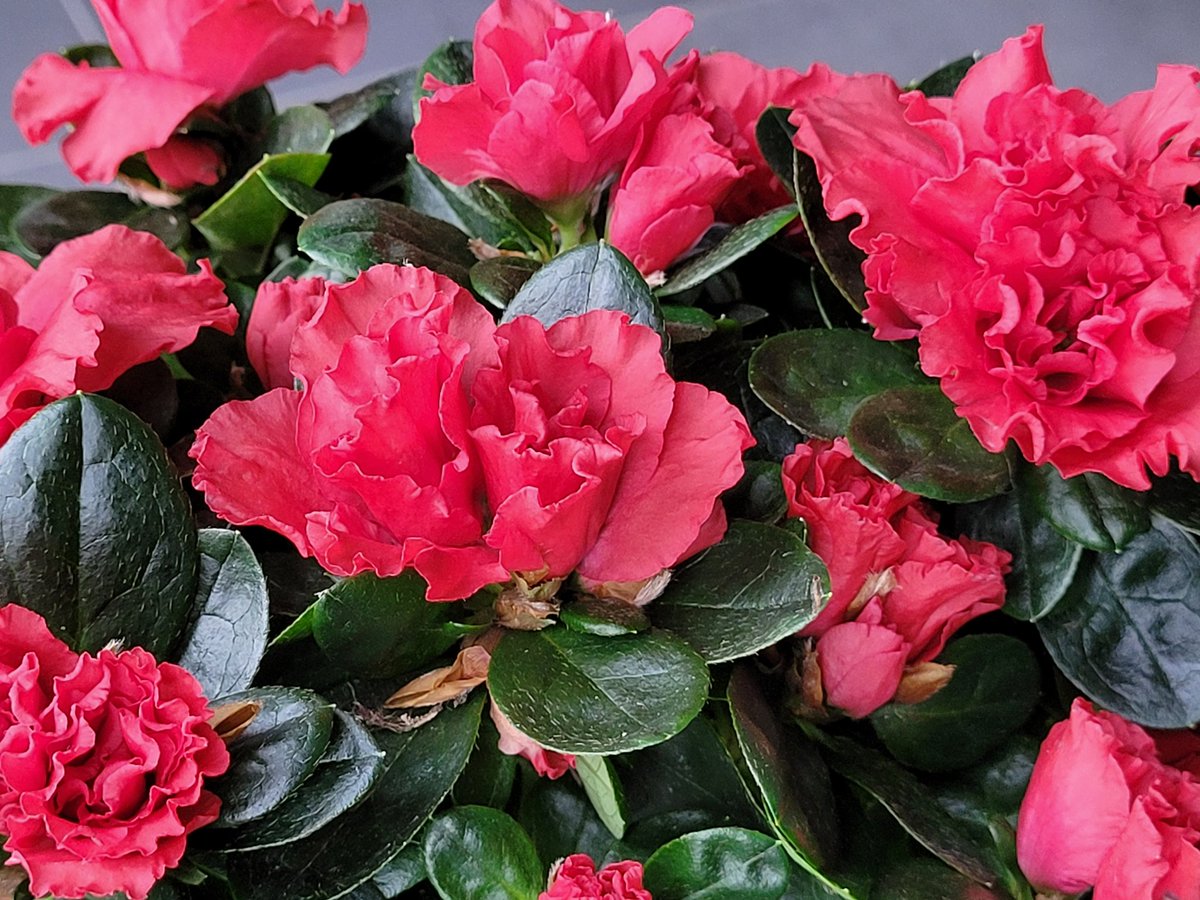 Liefst 342.120 azalea’s vonden weer een warme thuis tijdens het 30ste Plantjesweekend voor Kom op tegen Kanker. 
Dat leverde 2.736.960 euro op voor kankerpreventie, onderzoek naar doeltreffendere behandelingen en betere zorg voor iedereen die getroffen wordt door kanker.
Dank u!