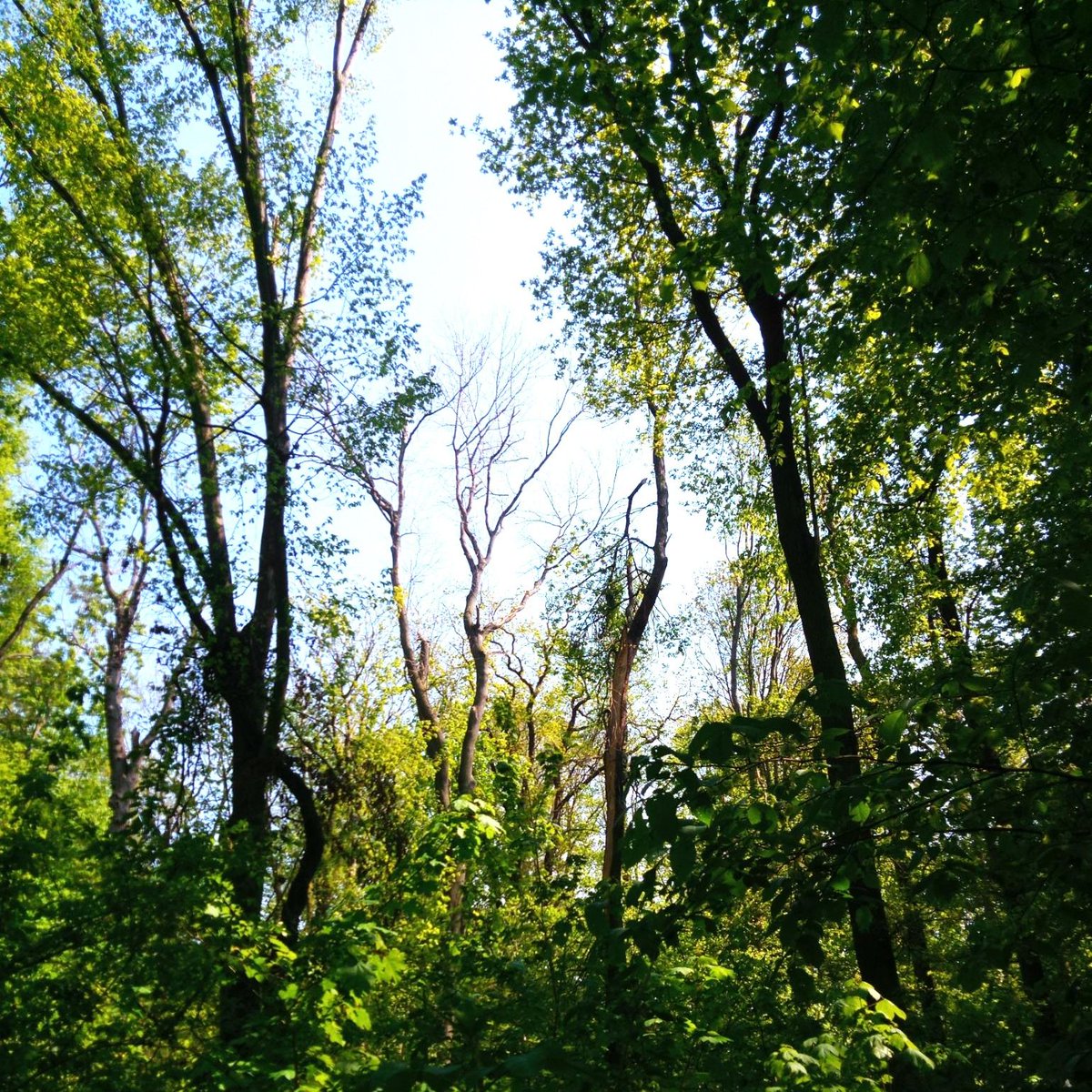 Gaps in the canopy of a mixed #floodplain #forest have a direct effect on forest soil temperature and moisture, according to a study by #UniLeipzig, <a href="/idiv/">iDiv Biodiversity Research</a> and <a href="/MPI_BGC/">Max Planck Institute for Biogeochemistry</a>, published in the journal Science of the Total Environment: uni-leipzig.de/en/newsdetail/…