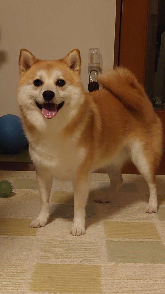 sisi3po's tweet photo. 足短くてかわいいね https://t.co/1iehl5VbVl