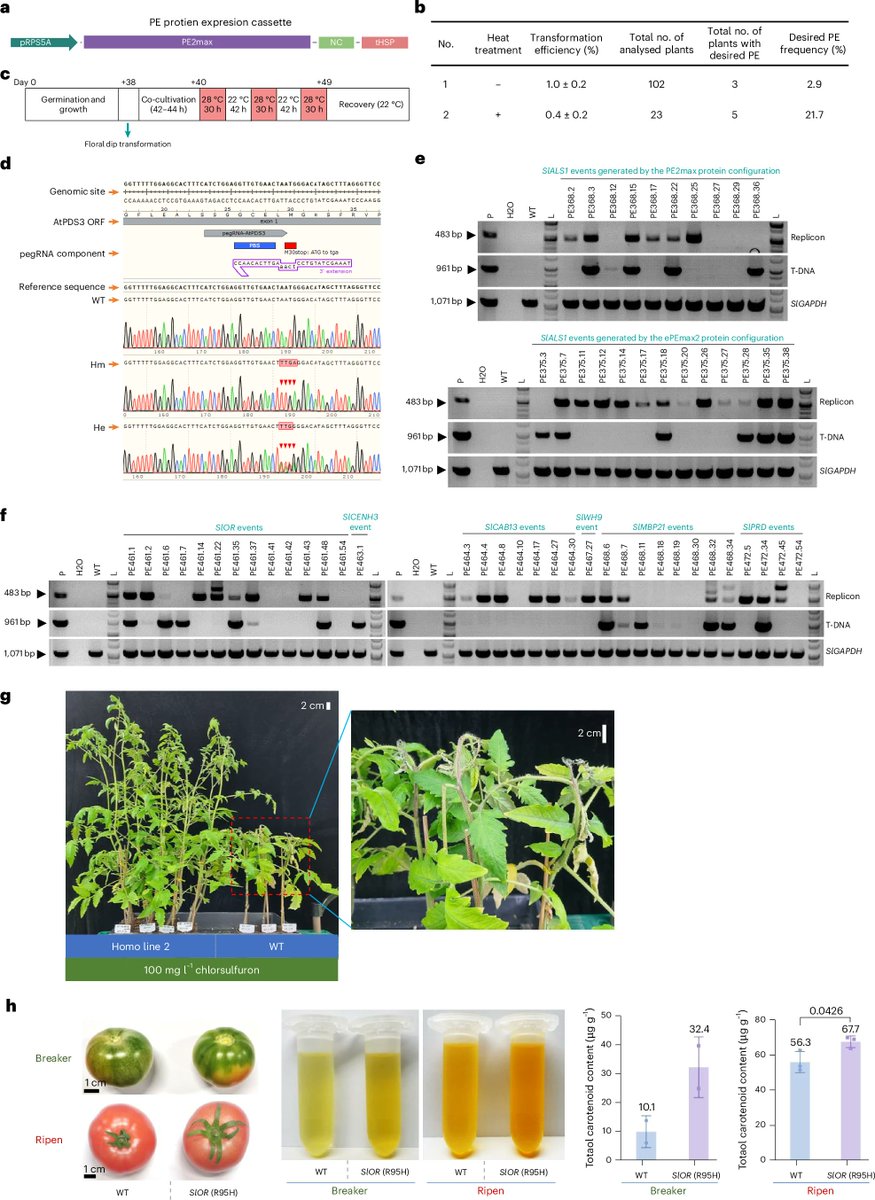 New Article: "Optimized dicot prime editing enables heritable desired edits in tomato and Arabidopsis" rdcu.be/dT2VF

Enhanced prime editing for dicot plants using new combinations of components delivered by a geminiviral replicon, achieving up to 38.2% efficiency.
