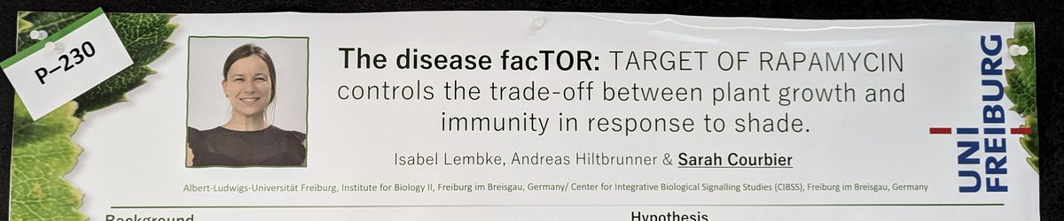 Attending #bt2024dbg ?? Pop by poster 230, I would love to say hi and chat about how shade makes plants more susceptible to pathogens 😍🌱 See you soon!